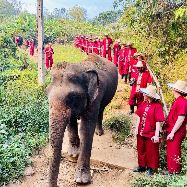 Thailand elephants e1717719557426