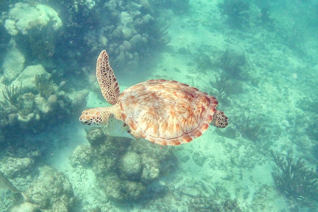 Tulum turtle