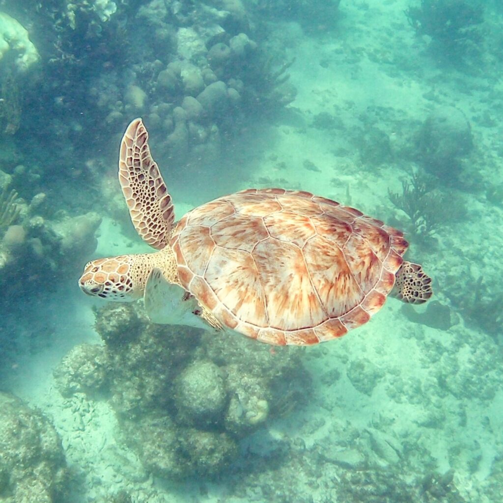 Tulum sea turtle